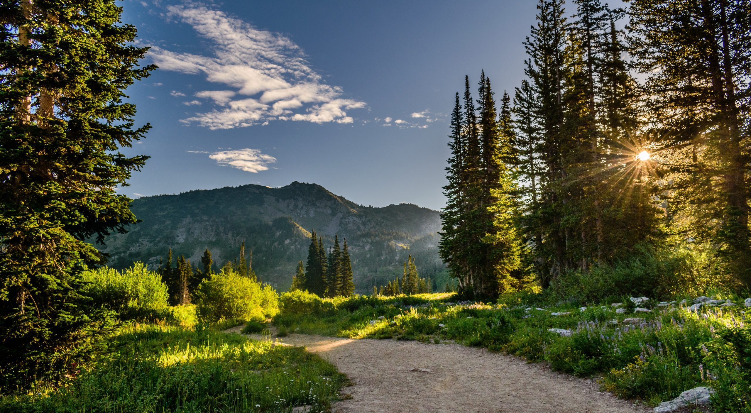 McSally, O'Halleran push to speed up huge RFP to clear out forests